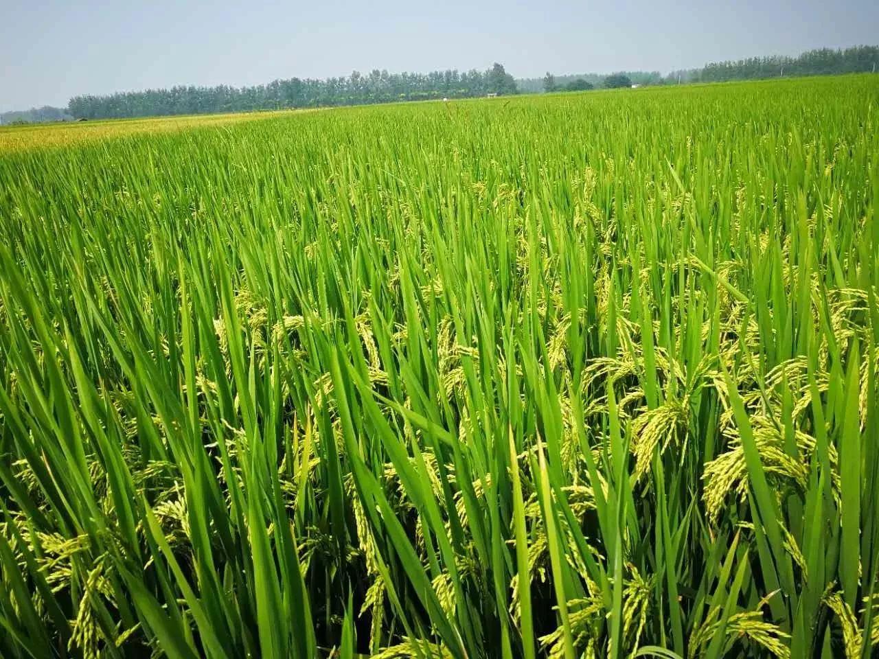 1616049471131010063.jpg 91.jpg